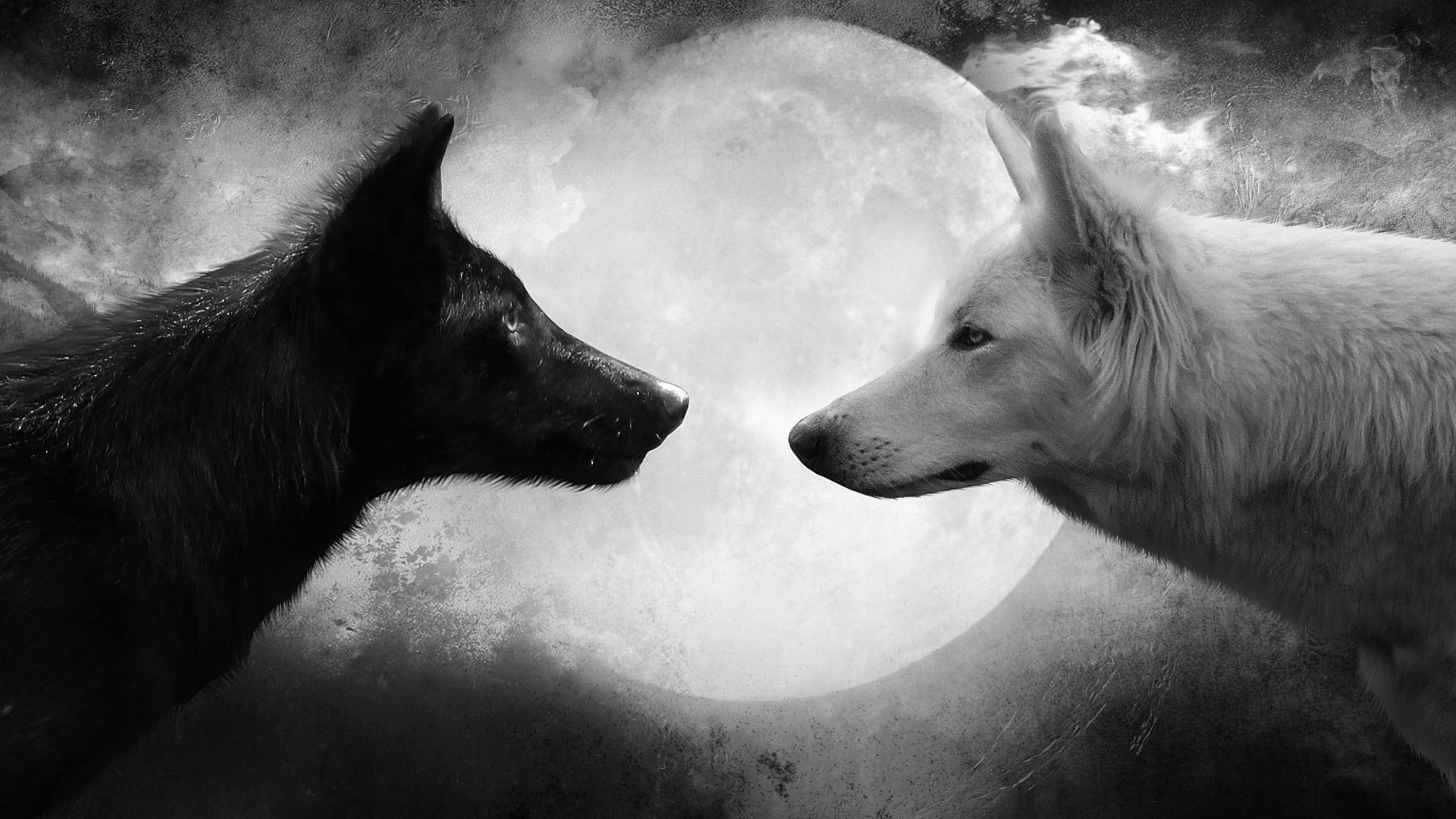 black-&-white-woolfs