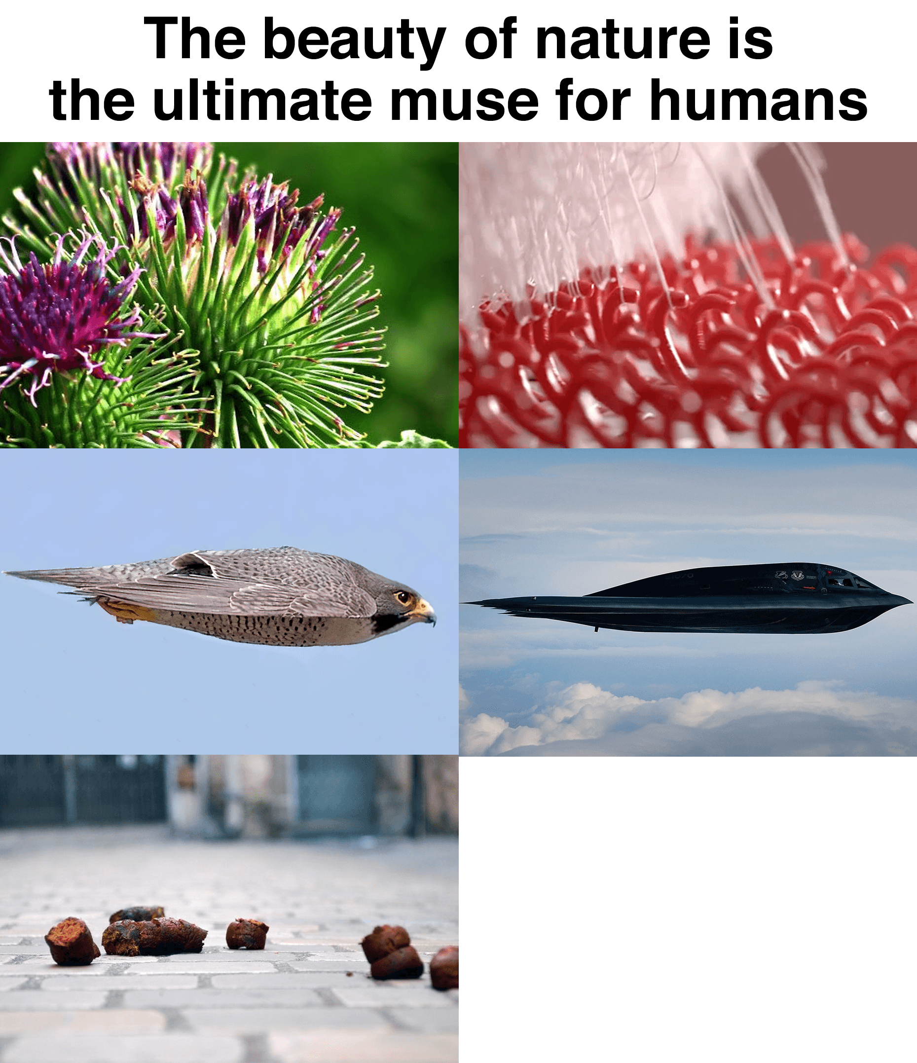 natures-beauty